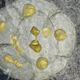 Illustration for article titled What on Earth are these mysterious, 570 million year old fossils?